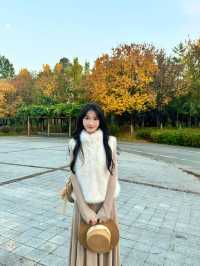 西安小眾賞秋秘境浐灞濕地公園銀杏打卡攻略