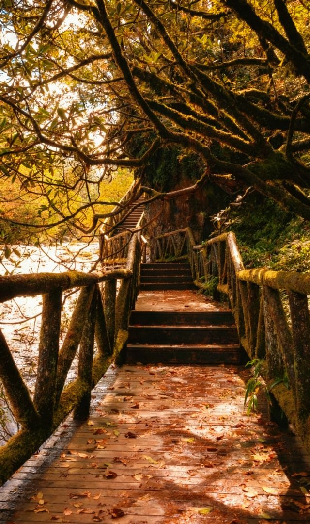 成都周邊2.5h，秋日童話限時返場！