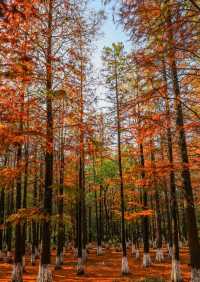 秋日艾溪湖楓葉大片