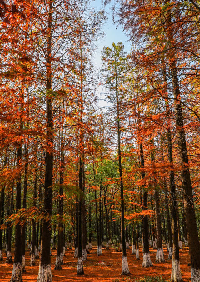 秋日艾溪湖楓葉大片