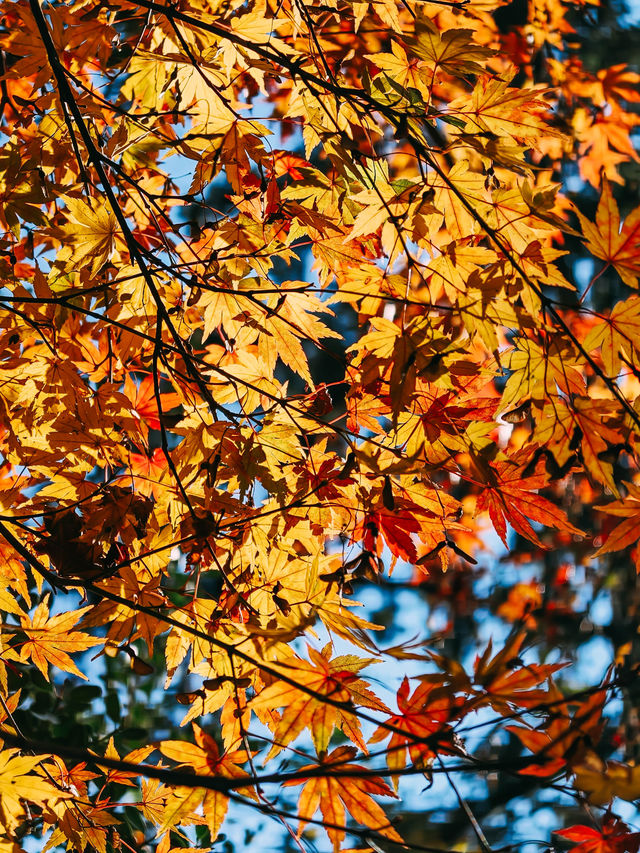 親測更新｜莫干山賞楓私藏路線