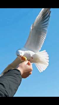 青島|人人喜愛的海鷗又回來啦餵海鷗真好玩