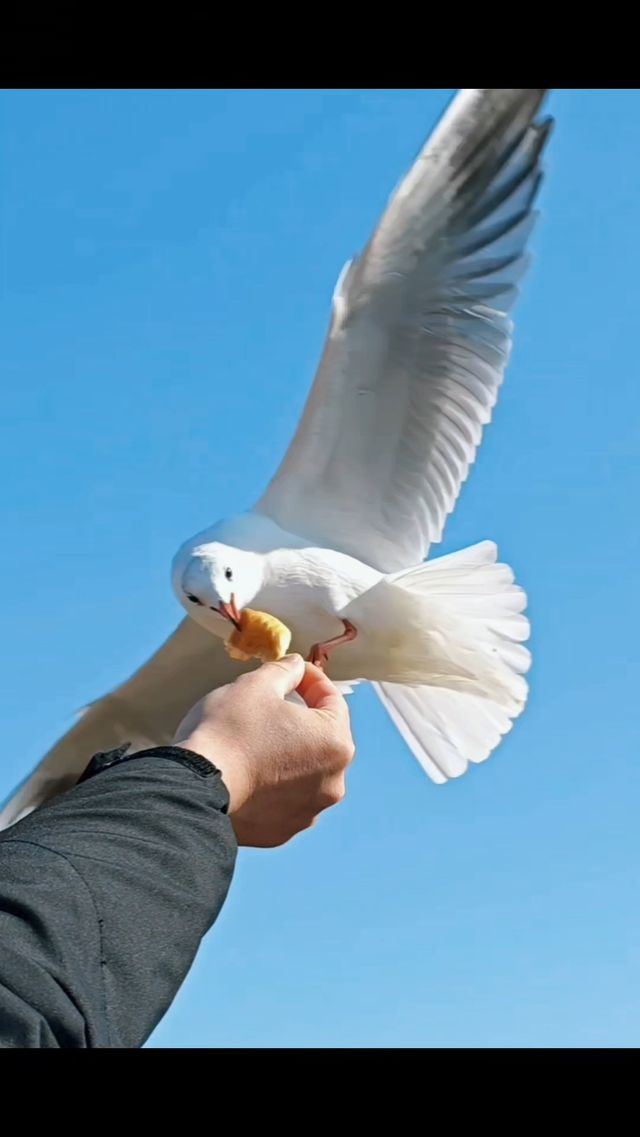 青島|人人喜愛的海鷗又回來啦餵海鷗真好玩