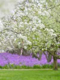 三臺山梨蘭會，浪漫的天花板！