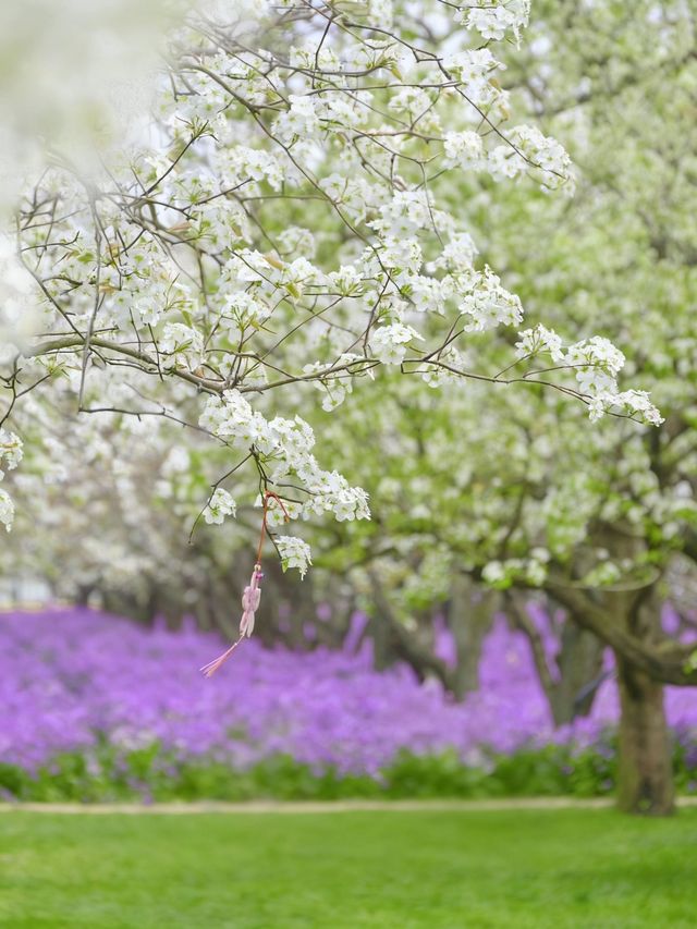 三臺山梨蘭會，浪漫的天花板！