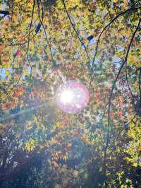 絕美莫愁湖打卡攻略