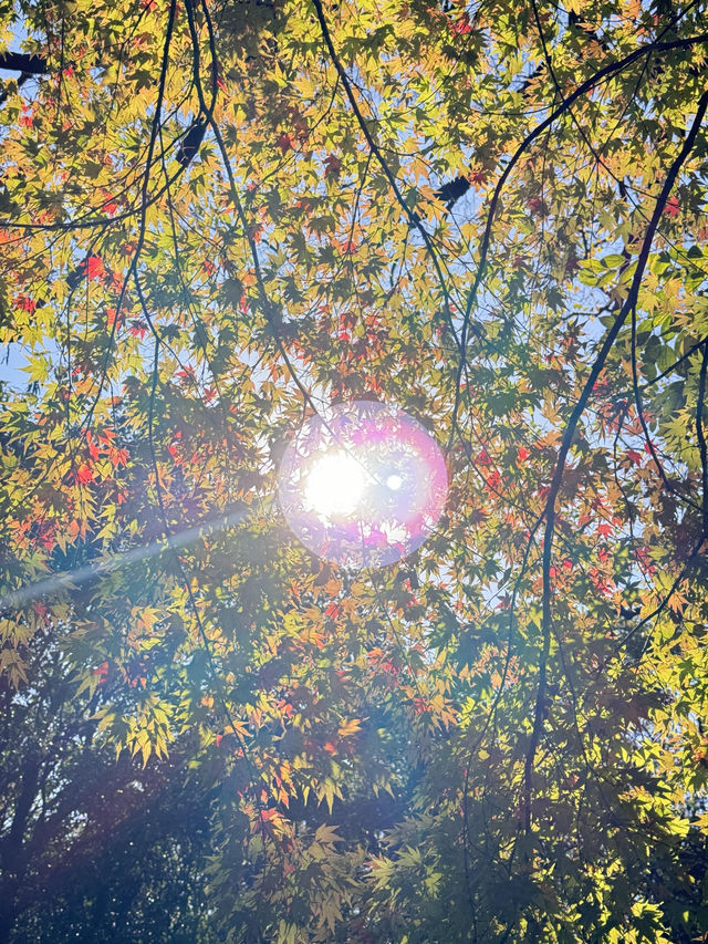 絕美莫愁湖打卡攻略