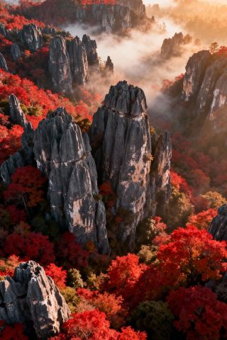 【Miss it and wait another year! A stunning encounter of red leaves and strange stones in Shilin in late autumn】