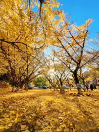 一葉知秋廣東省內只有這裡的銀杏蕞美