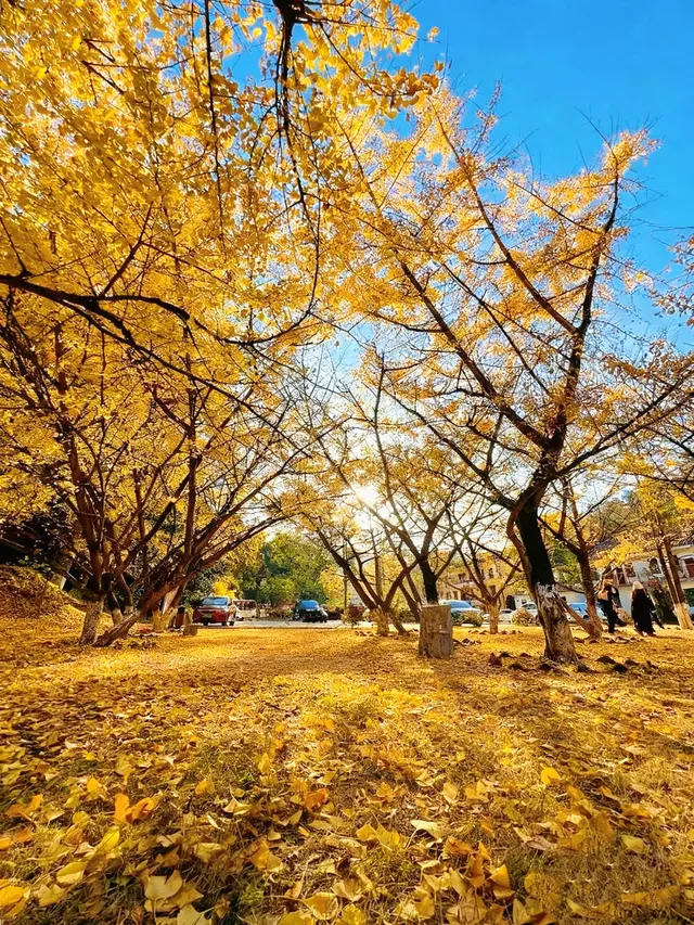 一葉知秋廣東省內只有這裡的銀杏蕞美