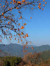 楠溪江秋冬遊攻略一鍵解鎖金黃柿子+古村曬秋+紅楓古道