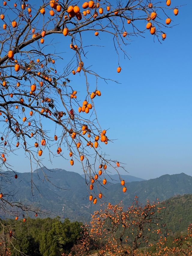 楠溪江秋冬遊攻略一鍵解鎖金黃柿子+古村曬秋+紅楓古道