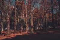 紅楓林裡看泉州