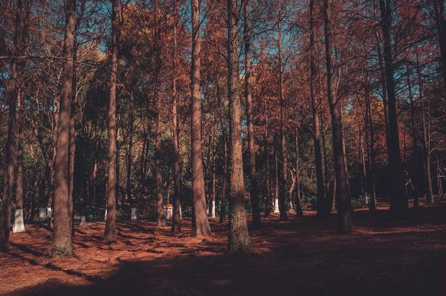 紅楓林裡看泉州