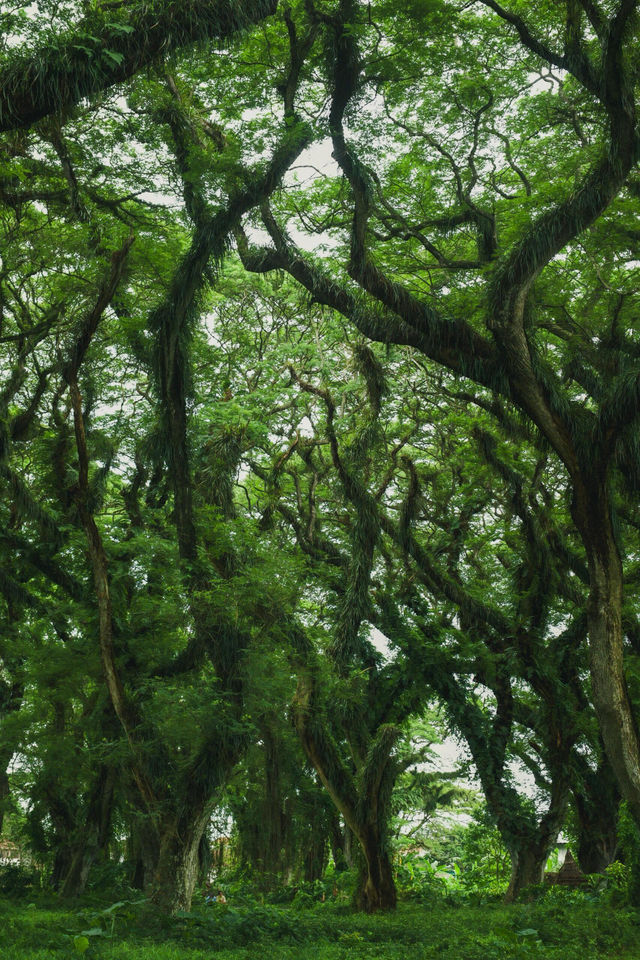 沒想到我拍到了現實版綠野仙蹤 沒想到我拍到了現實版綠野仙蹤
