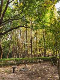 秋日限定!魔都城市氧吧暴走地圖