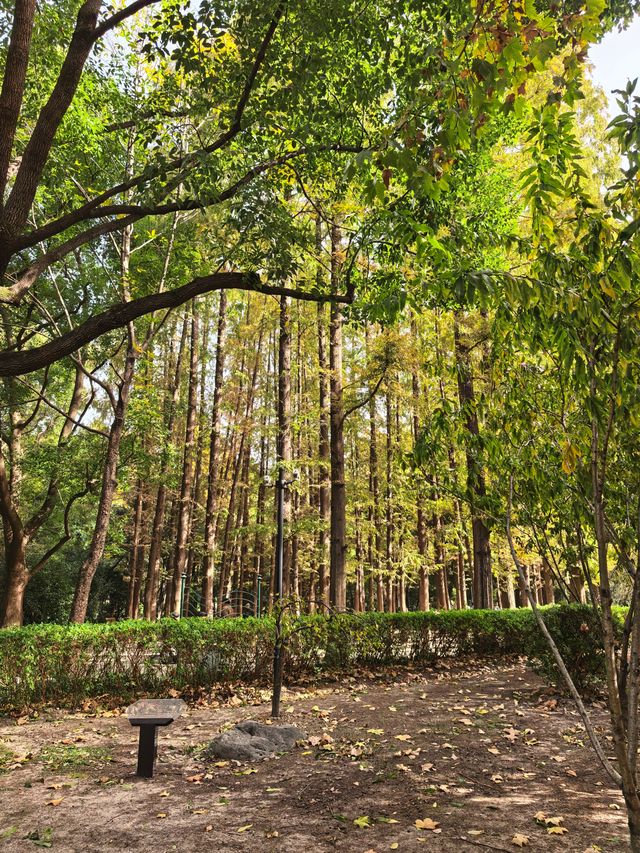 秋日限定!魔都城市氧吧暴走地圖 秋日限定!魔都城市氧吧暴走地圖