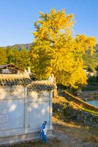 溫州百年銀杏樹已黃且牢固