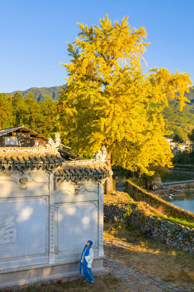 溫州百年銀杏樹已黃且牢固 溫州百年銀杏樹已黃且牢固