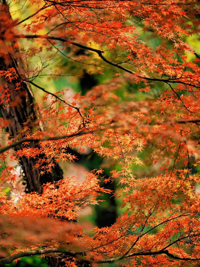 隱秘在魔都的秋日秘境！古漪園賞秋yyds