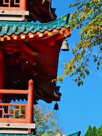 秋天的虞山公園真的太美了！