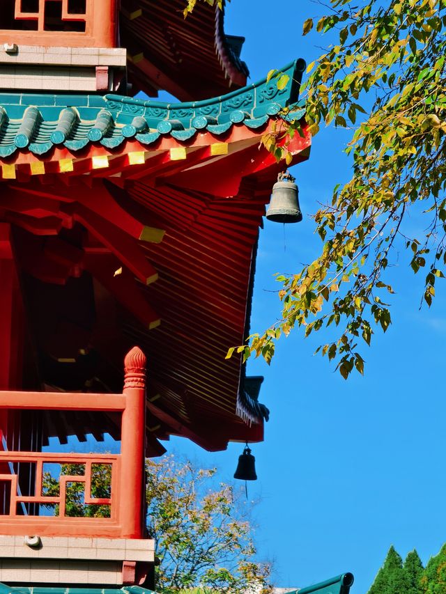 秋天的虞山公園真的太美了！