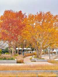 陰天也別有風味!金雞湖秋色已美成油畫