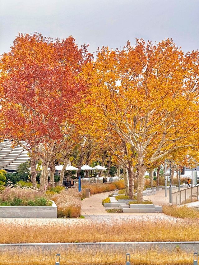 陰天也別有風味!金雞湖秋色已美成油畫 陰天也別有風味!金雞湖秋色已美成油畫