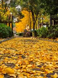 一場落在肇嘉浜路中的銀杏雨。