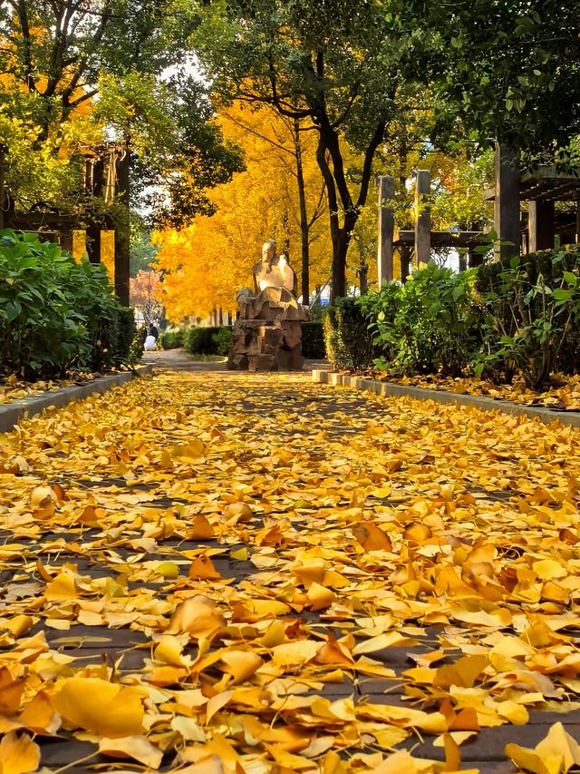 一場落在肇嘉浜路中的銀杏雨。
