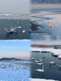 冬日威海簡直美得讓我想住在這裡過冬!