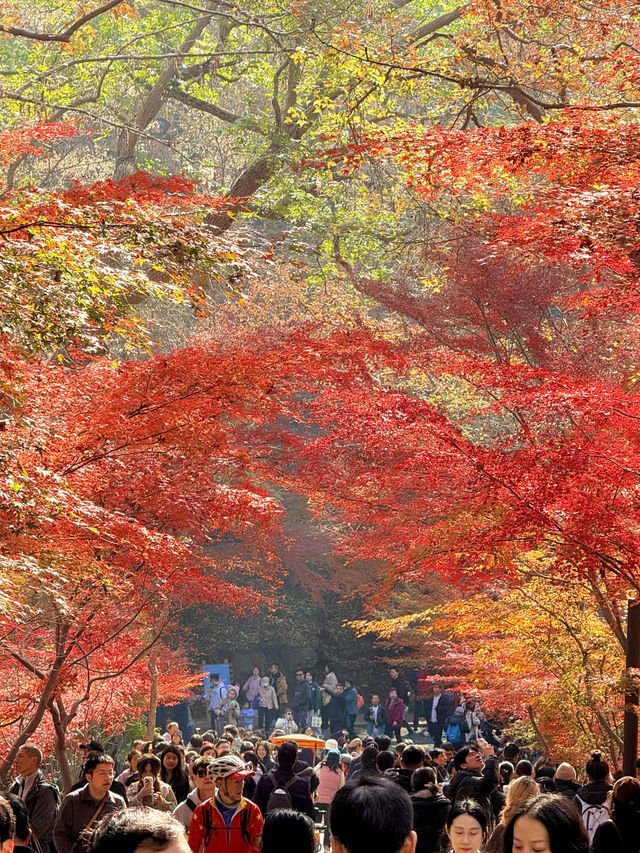 12.6棲霞山實況！！！南京的秋天瘋狂了！！！