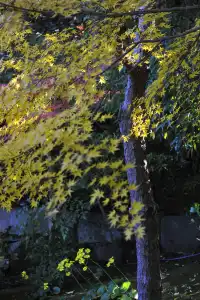 名古屋紅葉—白鳥庭園