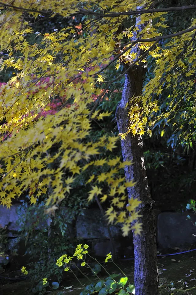 名古屋紅葉—白鳥庭園 名古屋紅葉—白鳥庭園