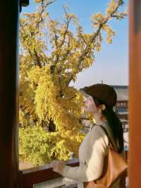 報國寺銀杏觀賞指南