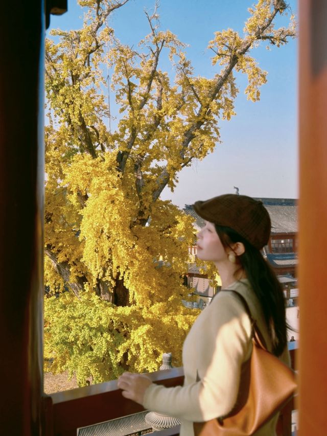 報國寺銀杏觀賞指南