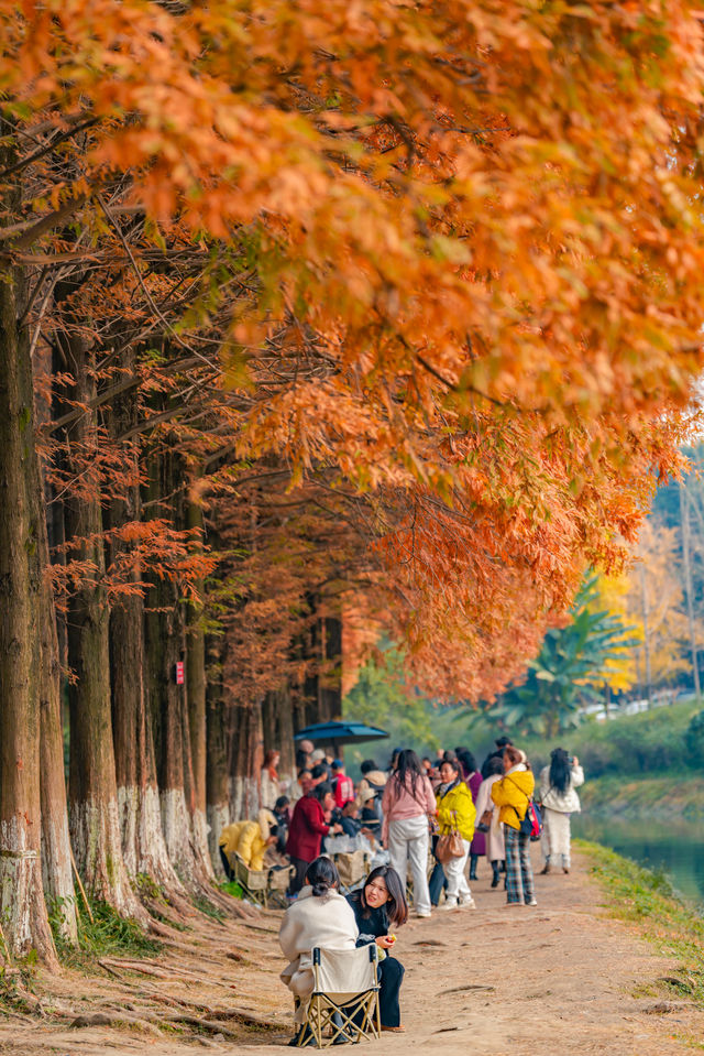 升仙湖的秋，是水杉用紅色寫的詩 