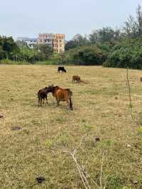 5天深度遊崇左-百色-北海 玩到不想走