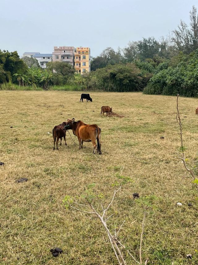 5天深度遊崇左-百色-北海 玩到不想走 5天深度遊崇左-百色-北海 玩到不想走
