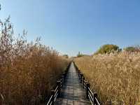 蘇州私藏秋日寶藏|太湖湖濱濕地公園,免費美到驚嘆