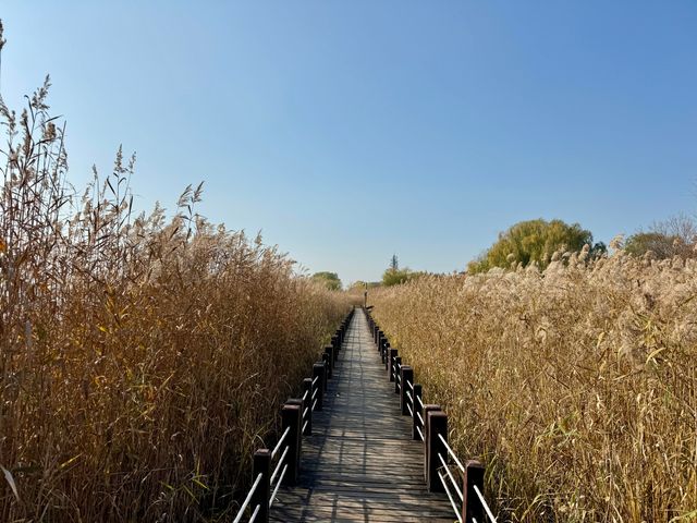 蘇州私藏秋日寶藏|太湖湖濱濕地公園,免費美到驚嘆 蘇州私藏秋日寶藏|太湖湖濱濕地公園,免費美到驚嘆