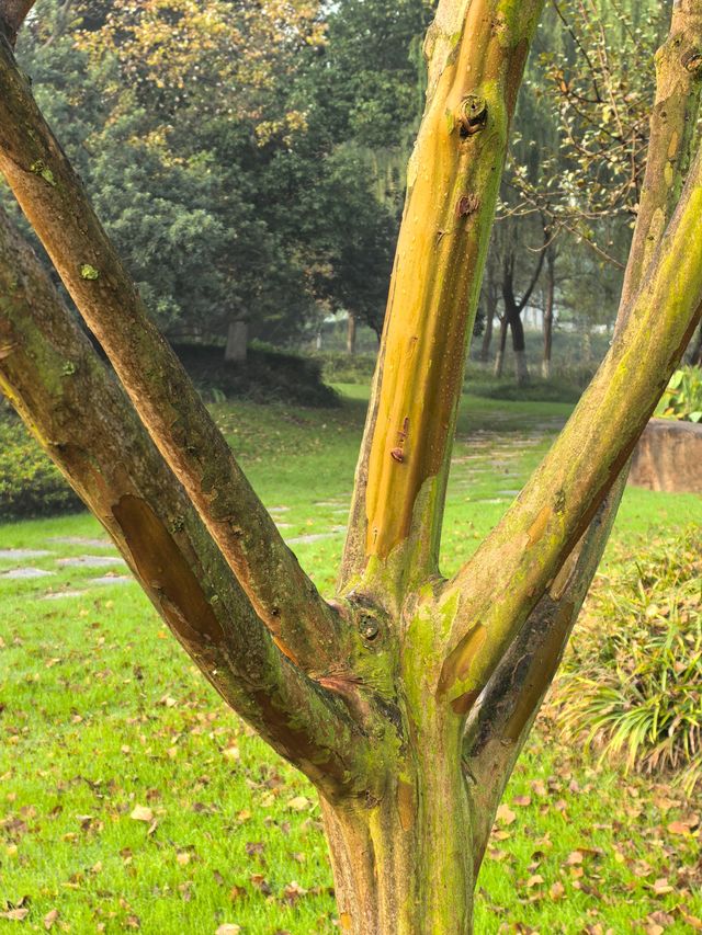 南京綠博園秋日限定藏在城市的絕美秘境 南京綠博園秋日限定藏在城市的絕美秘境