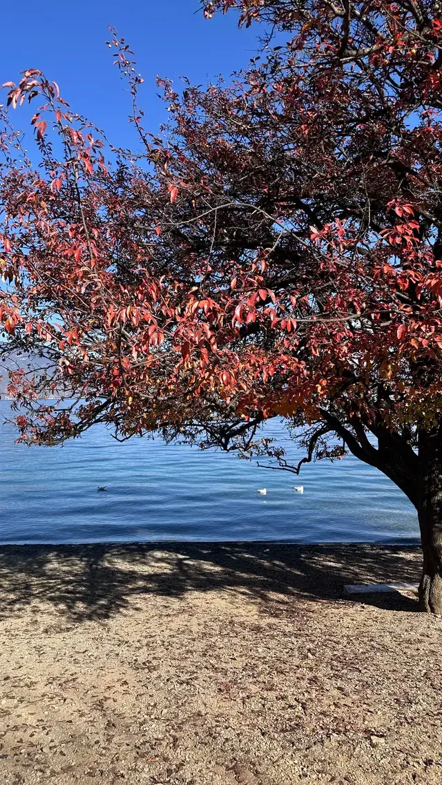 滬滸湖 你美！來瀘滸湖真的不用做太多攻略