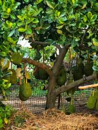 溫暖元江,放鬆心靈的原鄉!