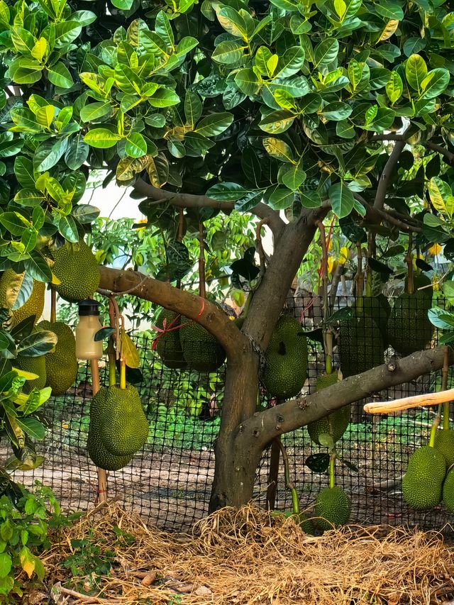 溫暖元江,放鬆心靈的原鄉! 溫暖元江,放鬆心靈的原鄉!