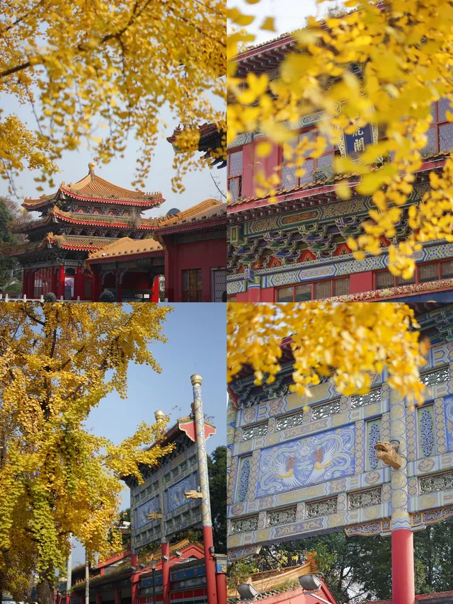 溫江藏著一個「紫禁城」，和銀杏同框太美啦