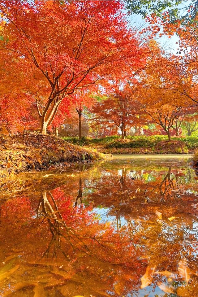 上海元旦旅遊王炸跨年瘋玩攻略,本地人私藏 上海元旦旅遊王炸跨年瘋玩攻略,本地人私藏