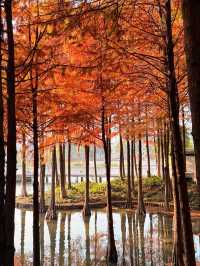 上海初冬限定浪漫|碳路者公園4點光影落羽杉