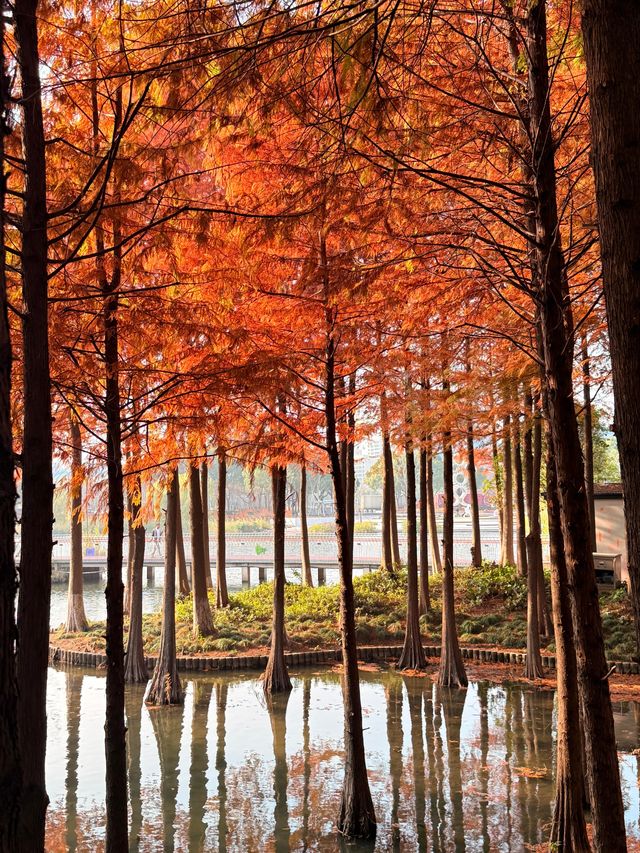 上海初冬限定浪漫|碳路者公園4點光影落羽杉 上海初冬限定浪漫|碳路者公園4點光影落羽杉