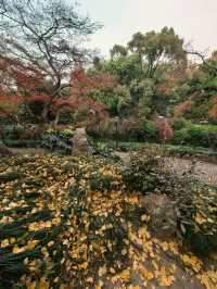 葉家花園 | 深秋的銀杏秘境